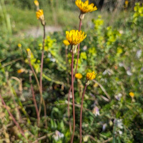 Aetheorhiza bulbosa Pokrój