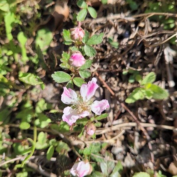 Rubus argutus Floro