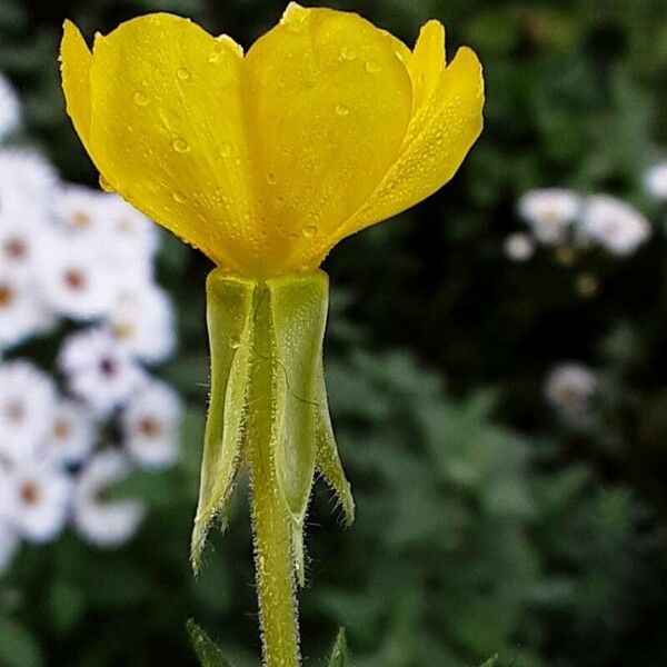 Oenothera biennis Lorea