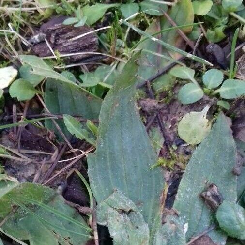 Plantago lanceolata Leht