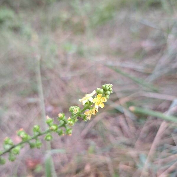 Agrimonia eupatoria Цвят