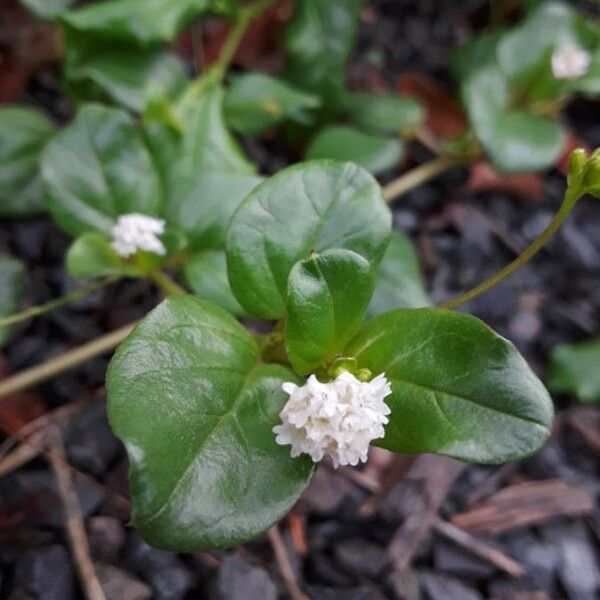 Boerhavia repens Flower