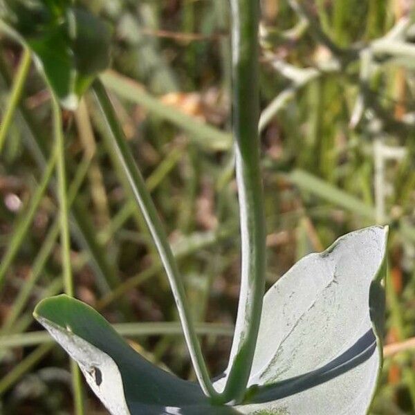 Blackstonia perfoliata кора