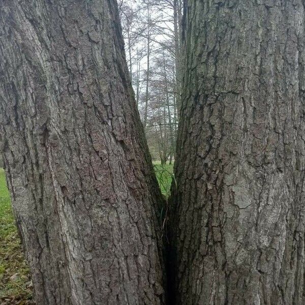 Alnus glutinosa Bark