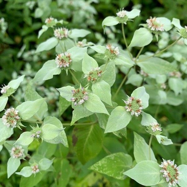 Pycnanthemum muticum Kvet