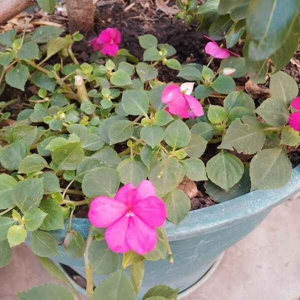 Impatiens walleriana Flor