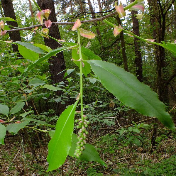 Prunus serotina Kukka