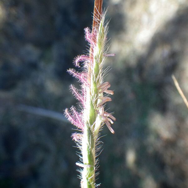 Heteropogon contortus Flower