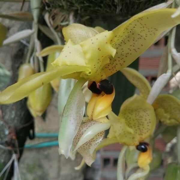 Stanhopea wardii Floare