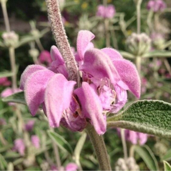 Phlomis purpurea Кветка