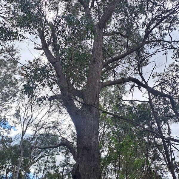 Eucalyptus eugenioides موطن