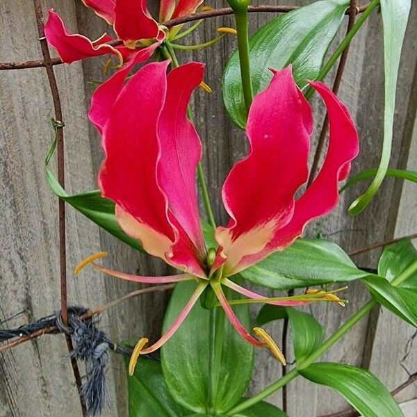 Gloriosa superba Flower