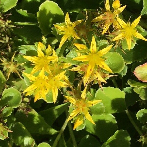 Phedimus aizoon Flower