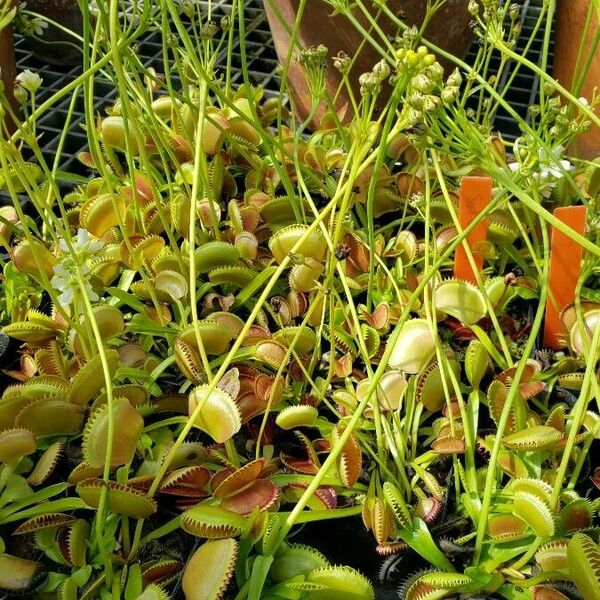 Dionaea muscipula Характер