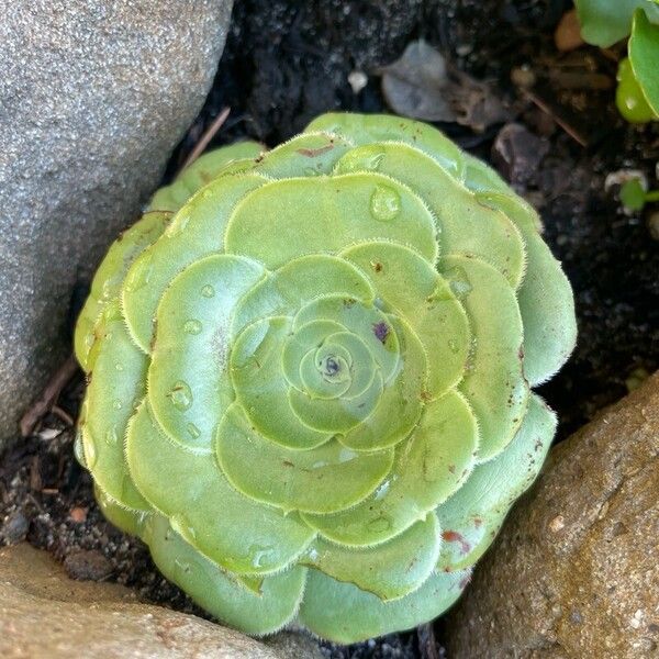 Aeonium canariense Лист