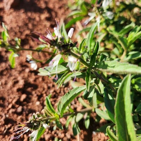 Ocimum filamentosum Flor