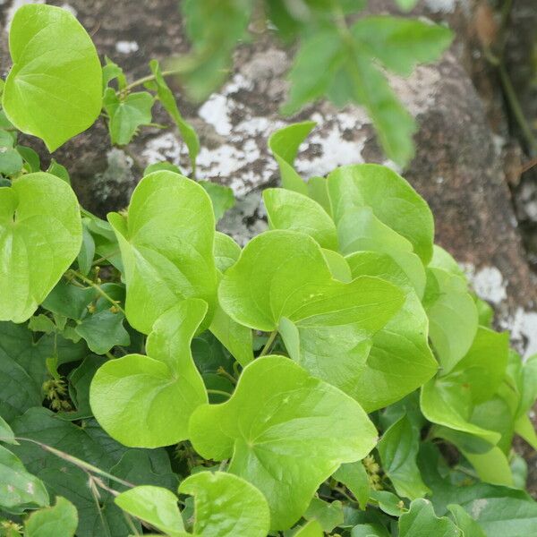 Dioscorea sylvatica Blad