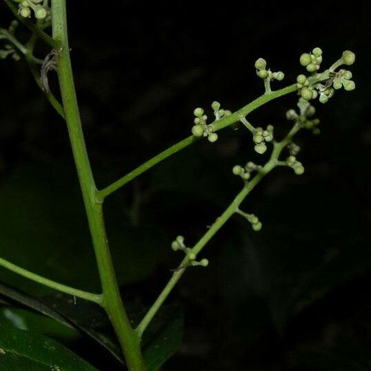 Nectandra hypoleuca Muu