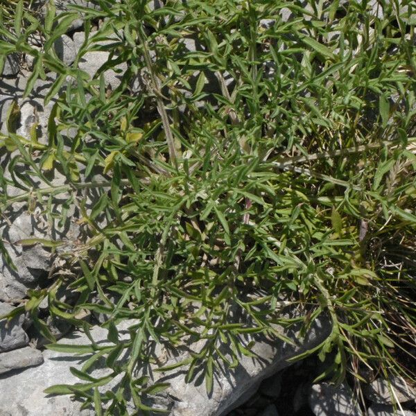 Centaurea corymbosa Habit