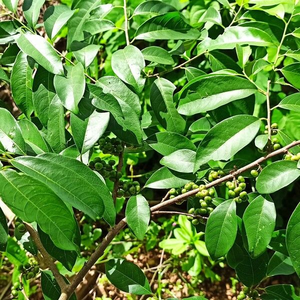 Margaritaria discoidea Leaf