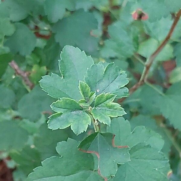 Ribes alpinum Feuille