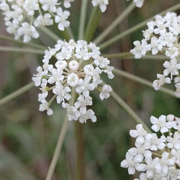 Peucedanum cervaria Фрукт