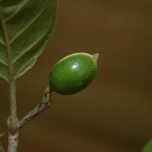 Siparuna decipiens Froito