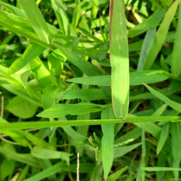 Paspalum conjugatum 葉