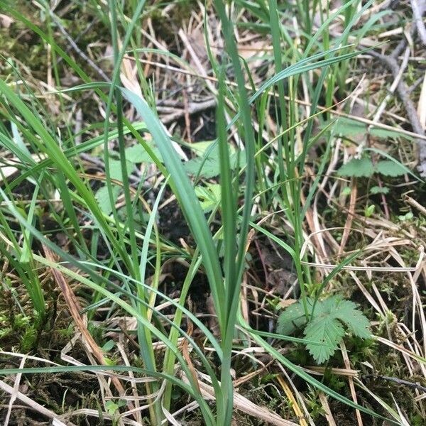 Carex panicea Liść