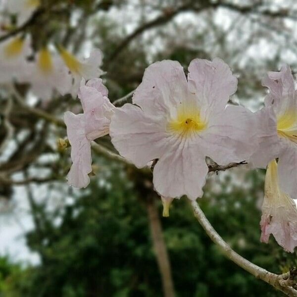 Tabebuia heterophylla Flor