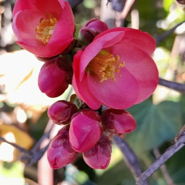 Chaenomeles speciosa Flower