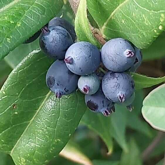 Lonicera acuminata Fruit