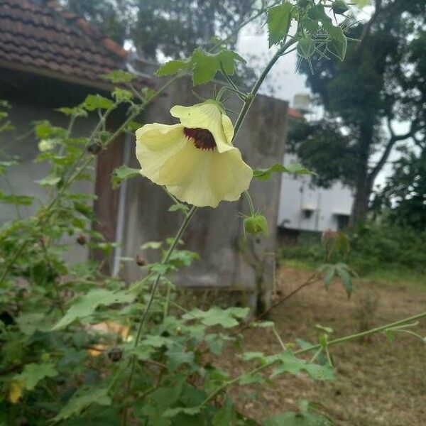 Hibiscus vitifolius फूल