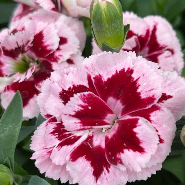 Dianthus caryophyllus Flower