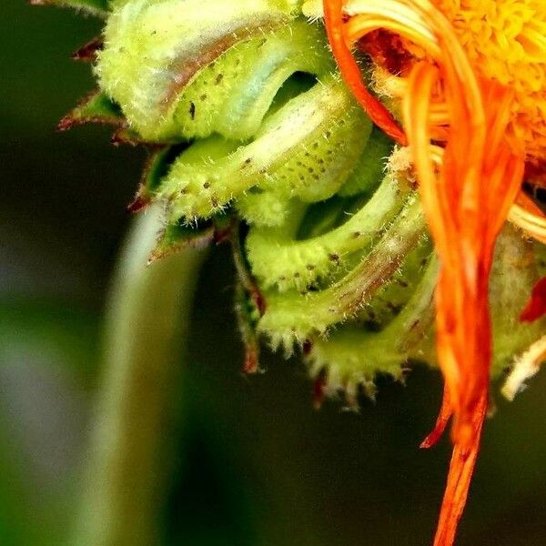 Calendula arvensis Flower