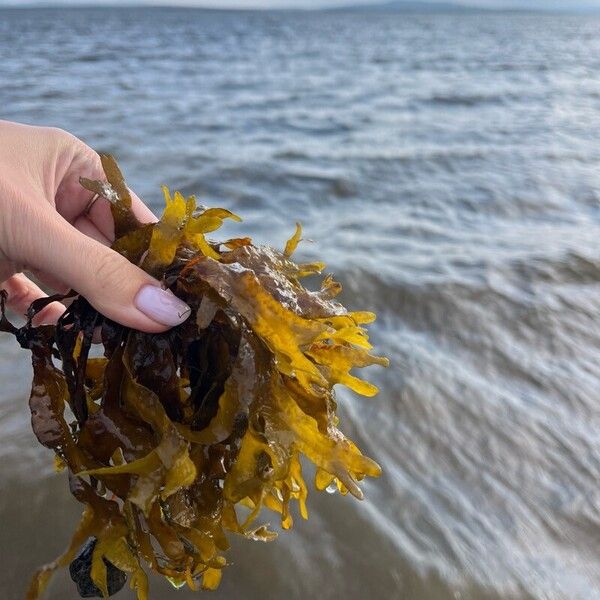 Potamogeton crispus Leaf