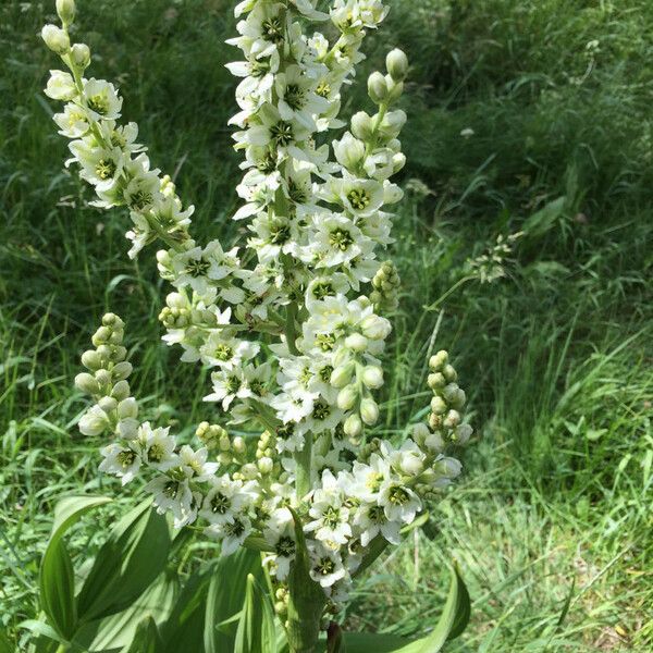 Veratrum californicum Flor