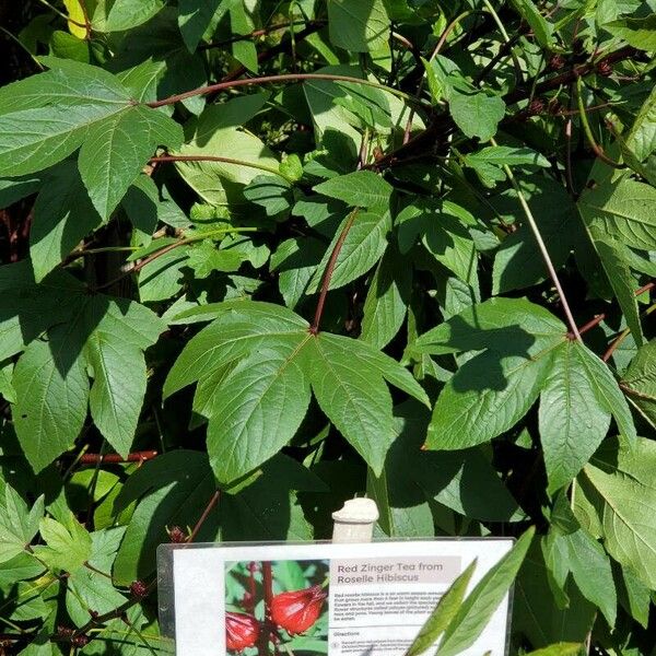 Hibiscus sabdariffa Leaf