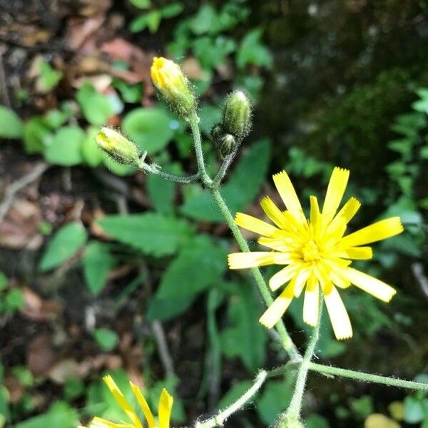 Hieracium murorum Kvet