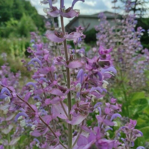 Salvia sclarea Flower