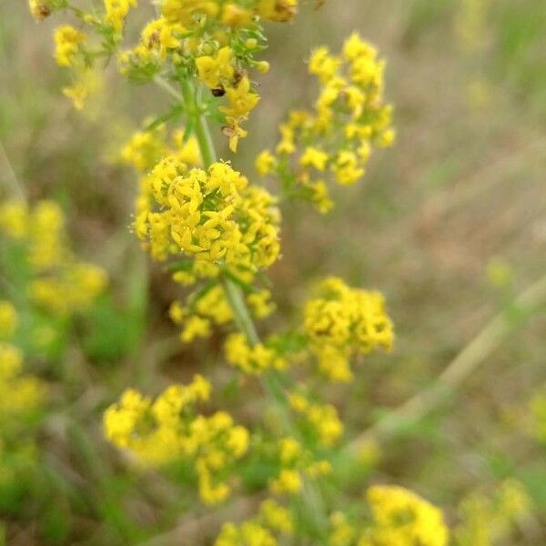 Galium verum Flor