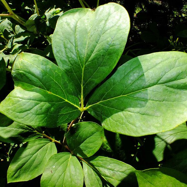 Paeonia obovata List