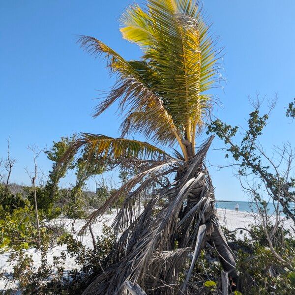 Cocos nucifera Blatt