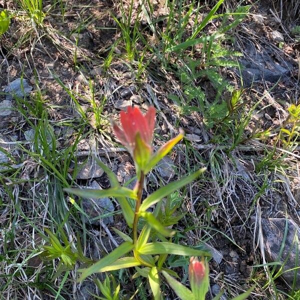 Castilleja miniata Çiçek