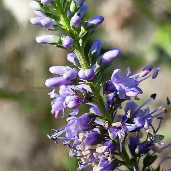 Veronica longifolia Кветка