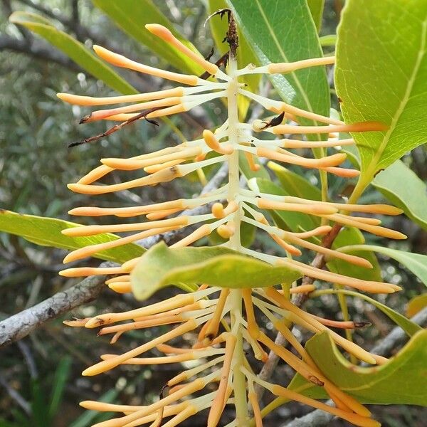 Virotia neurophylla Flower