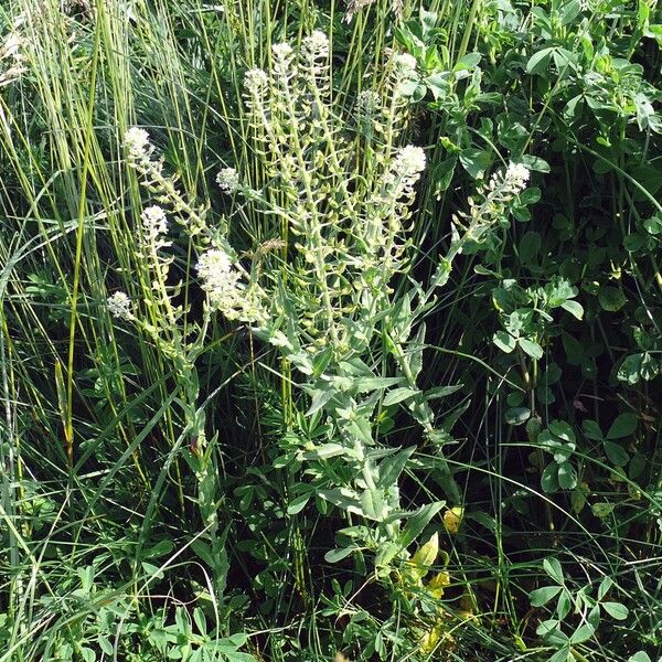 Lepidium campestre Цветок