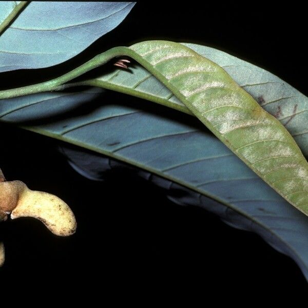 Annona exsucca Flower