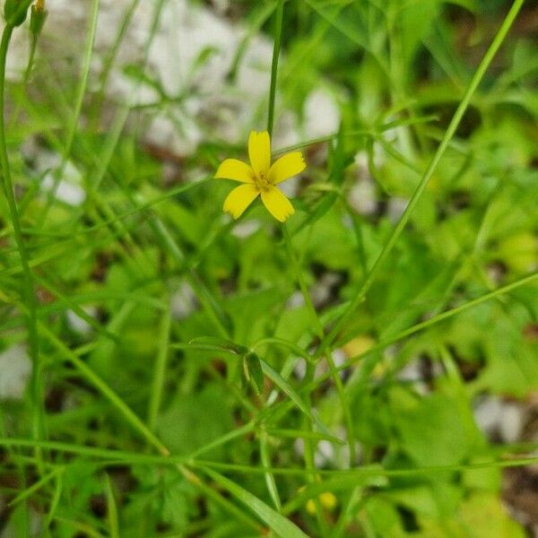 Rhagadiolus stellatus Fiore