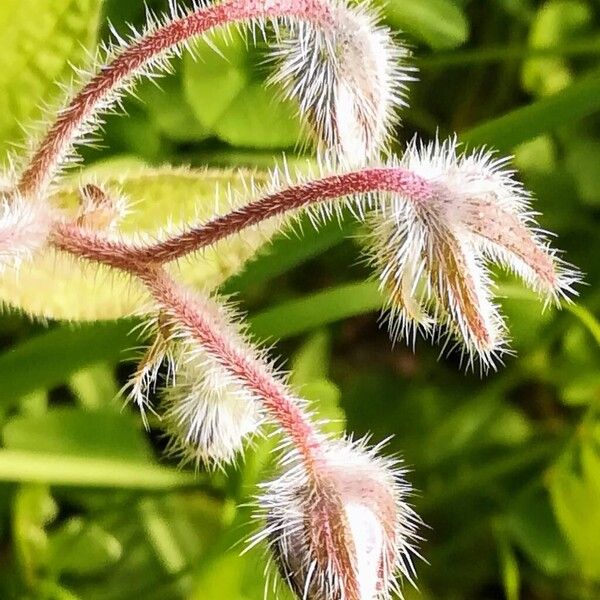 Borago officinalis Flower